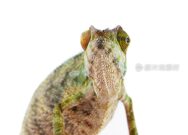 变色龙肖像-黑豹变色龙(Furcifer pardalis)